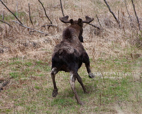 bull moose running to escape