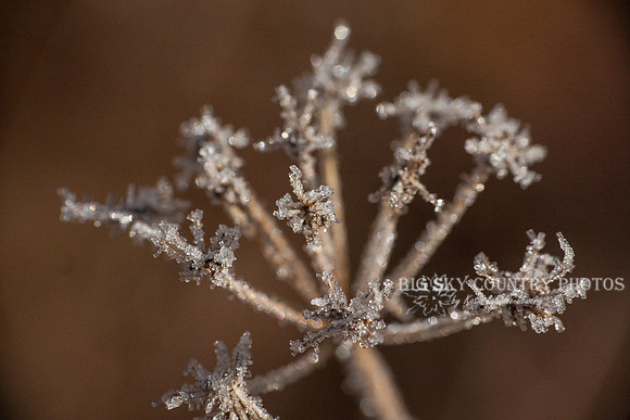 frost covered wild flowers and foliage