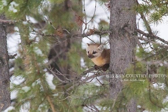 Lucky Strike - Pine Marten 13