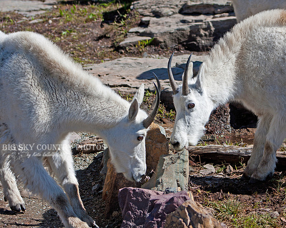 billy mountain goats facing off
