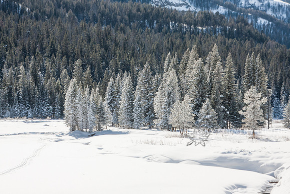 trees along a creek frosted white by freezing fog