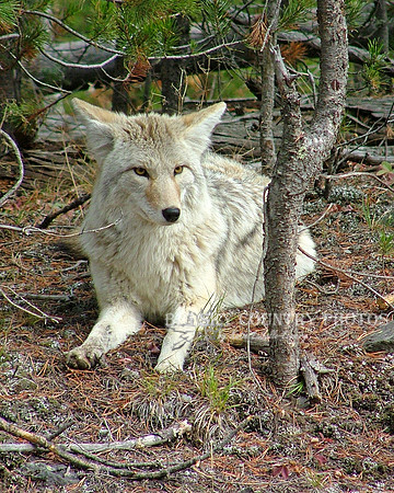 irritated looking coyote