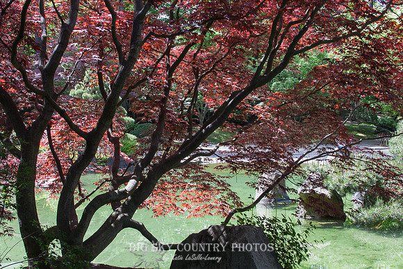 Nishinomiya Tsutakawa Japanese Garden - Manito Park - Spokane 7