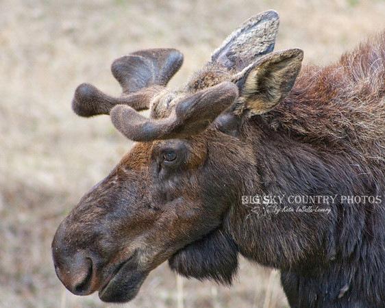 bull moose with growing antlers in velvet