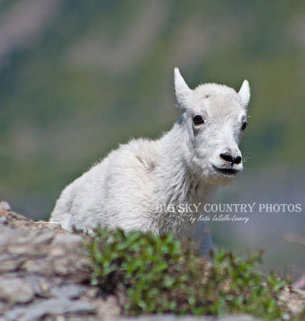 mountain goat kid with head and shoulders visibile coming over ridgeline