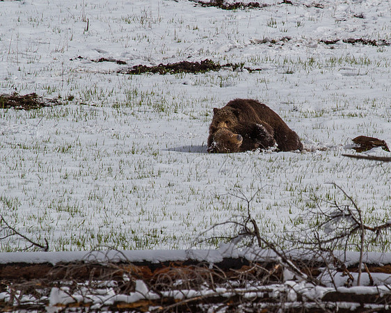 Grizzly Pillow Talk 7
