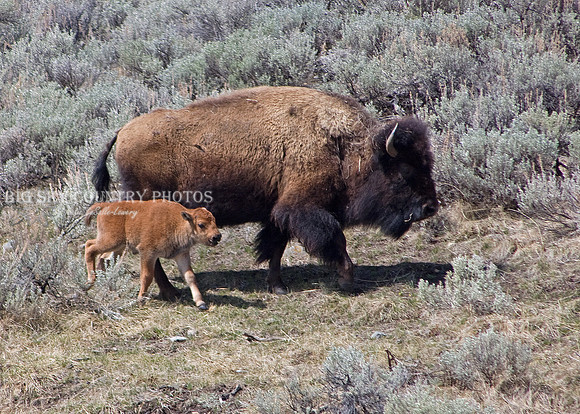 mother cow bison and calf