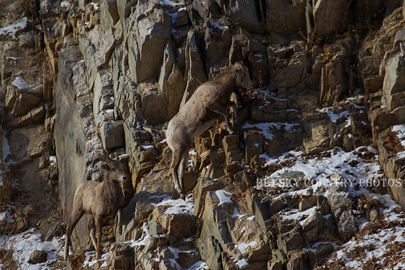 Bonner Bighorn Herd December 2014 -2