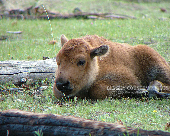 Newborn Bison Calf