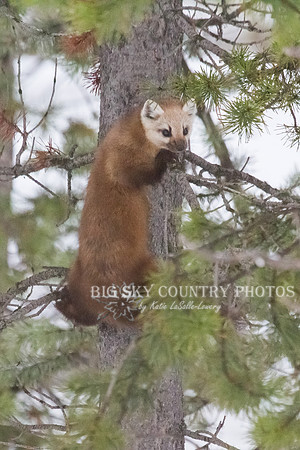 Lucky Strike - Pine Marten 7