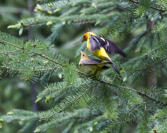 Western Tanagers Mating 1