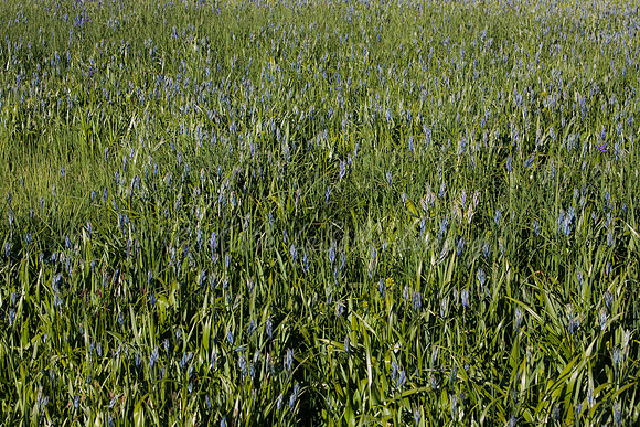 Camas Preamble