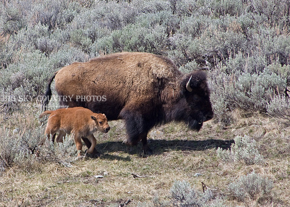 mother cow bison and calf
