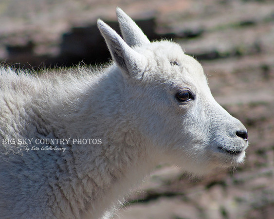 closeup of a mountain goat kid in profile