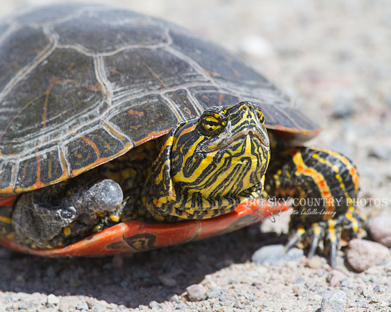 painted turtled with nose up