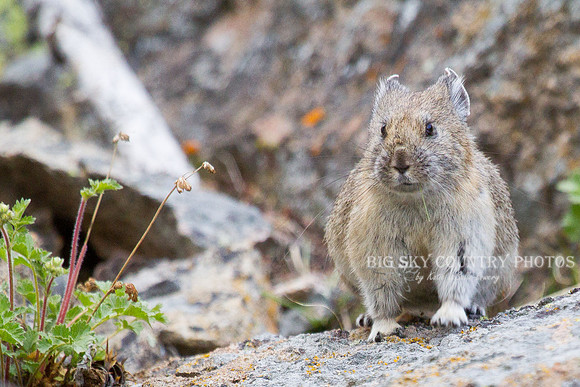 pika on a talus slope