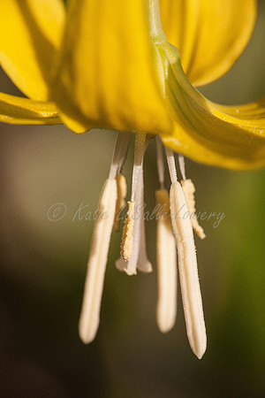 Glacier Lily Umbrella