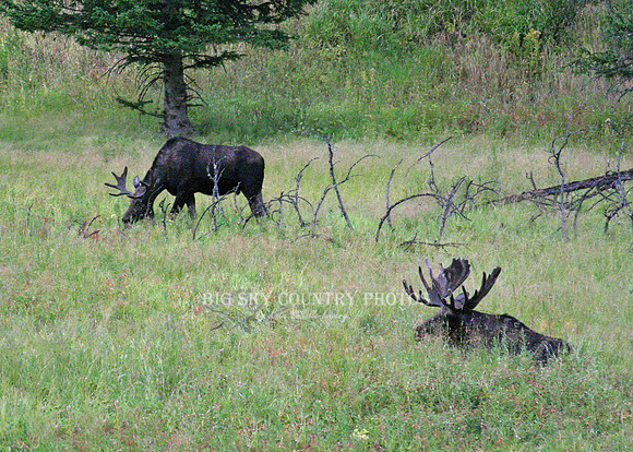 two bull moose with antlers in velvet