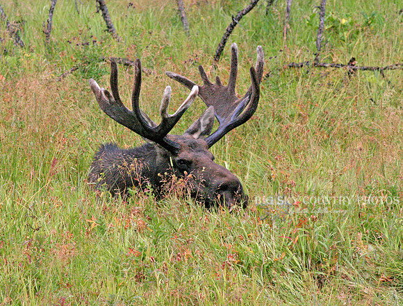 large bull moose with mature antlers still in velvet