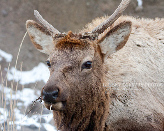 young spike bull elk with uneven antler growth