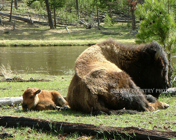 mother cow bison and her calf napping