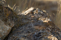 Rock Wren