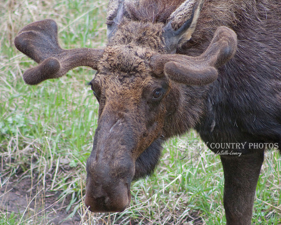 bull moose with growing antlers in velvet