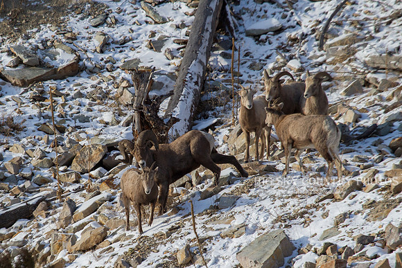 Bonner Bighorn Herd December 2014 -7