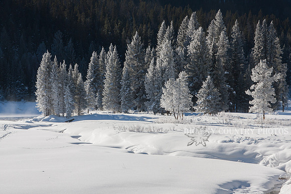Sunlight shines like a spotlight on hoar frosted trees along Yellowstone's Soda Butte Creek at Round Prairie