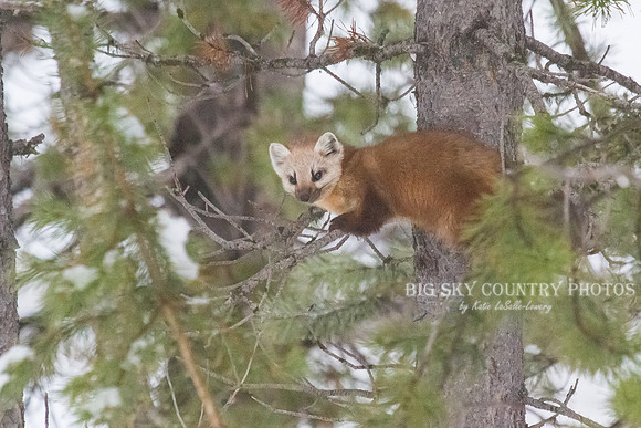Lucky Strike - Pine Marten 3