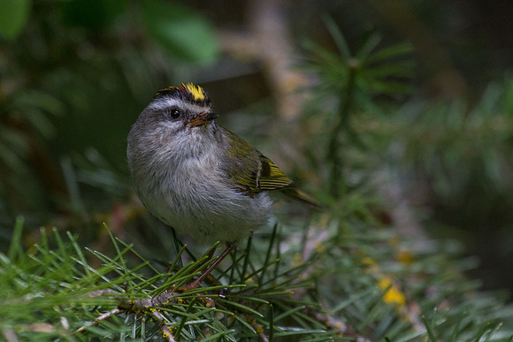 Golden-crowned Kinglet - Male 8