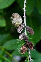 Pine Siskin on Larch Pine Cones -2