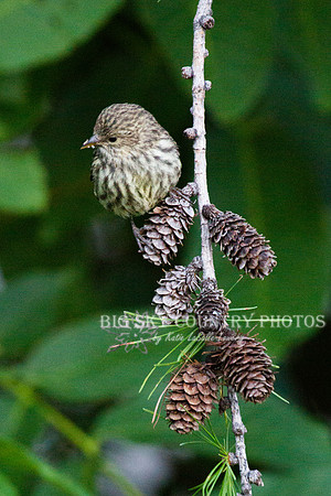 Pine Siskin on Larch Pine Cones -2