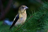 Evening Grosbeak in Western Larch -2