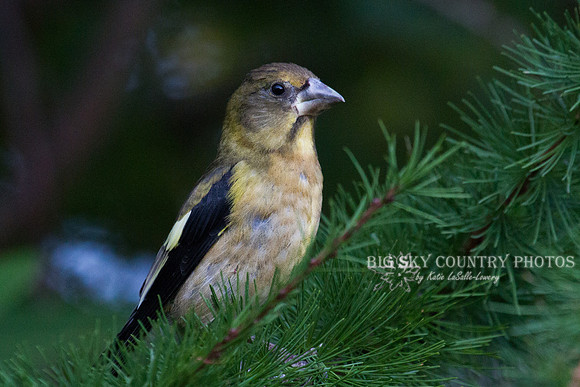 Evening Grosbeak in Western Larch -2