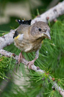 Evening Grosbeak in Western Larch -3