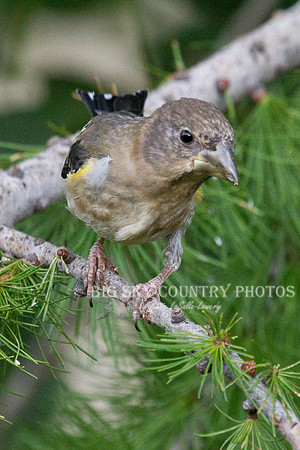 Evening Grosbeak in Western Larch -3