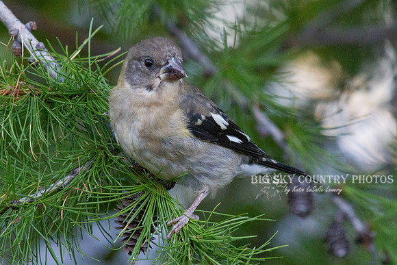 Evening Grosbeak in Western Larch -4