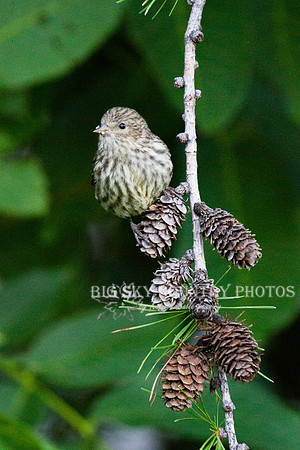 Pine Siskin on Larch Pine Cones