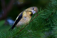 Evening Grosbeak in Western Larch