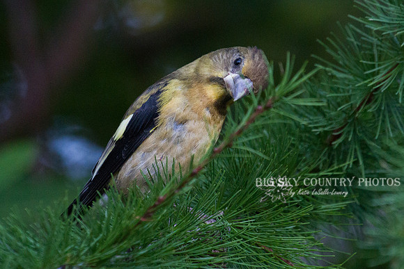 Evening Grosbeak in Western Larch