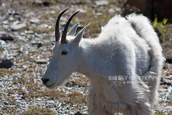 shedding nanny mountain goat
