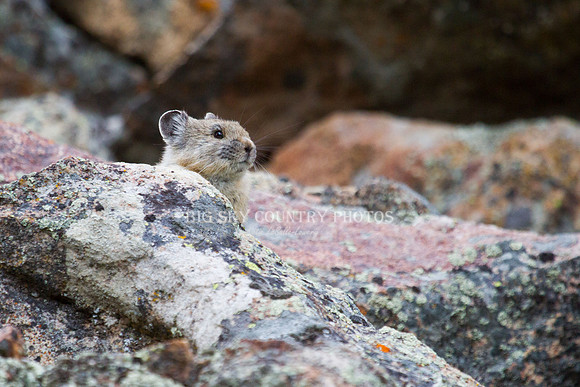 pika on a talus slope