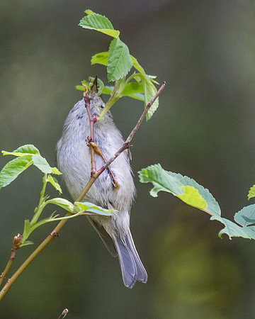 Golden-crowned Kinglet Female On The Hunt
