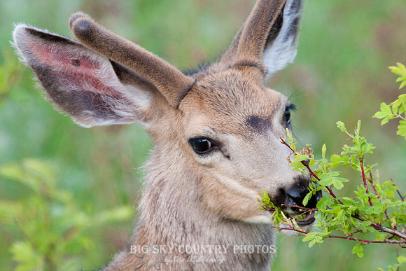 headshots of a young mule deer buck with antlers in velvet