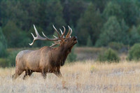 bull ellk bugling