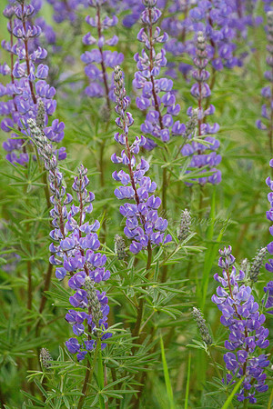 Tall Lupine 1