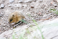 Jumping Mouse 2