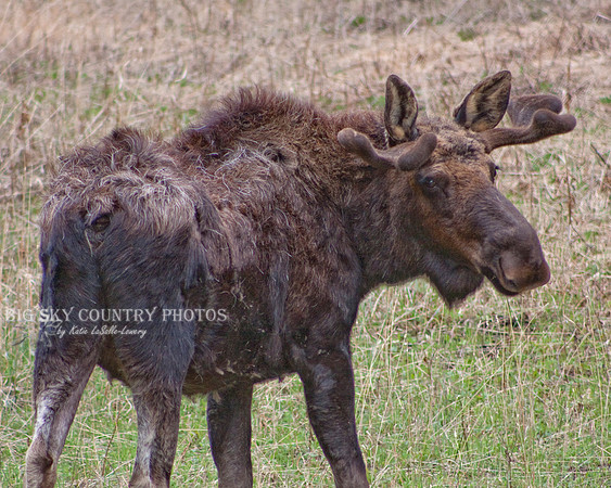 bull moose with growing antlers in velvet