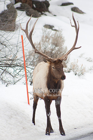 Bull elk on the side of the road waiting for a suburban blocking his path to move